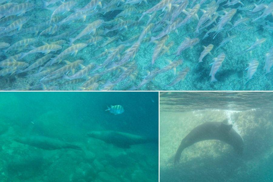 Cabo pulmo snorkeling
