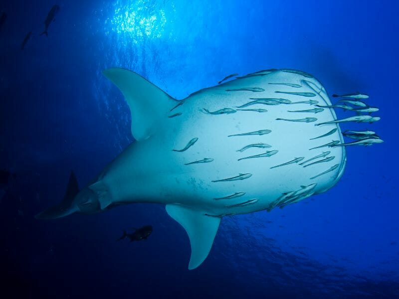 Whale shark view from below