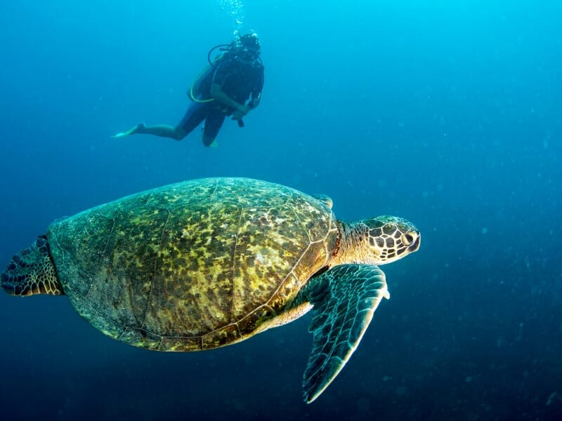 Cabo Pulmo sea turtle