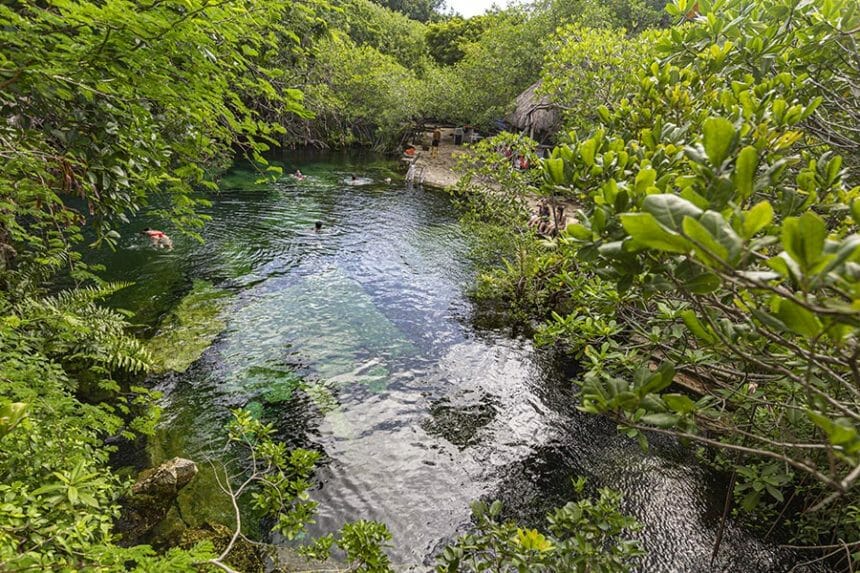 Cenote Cristalino surrounded by mangrove bushes