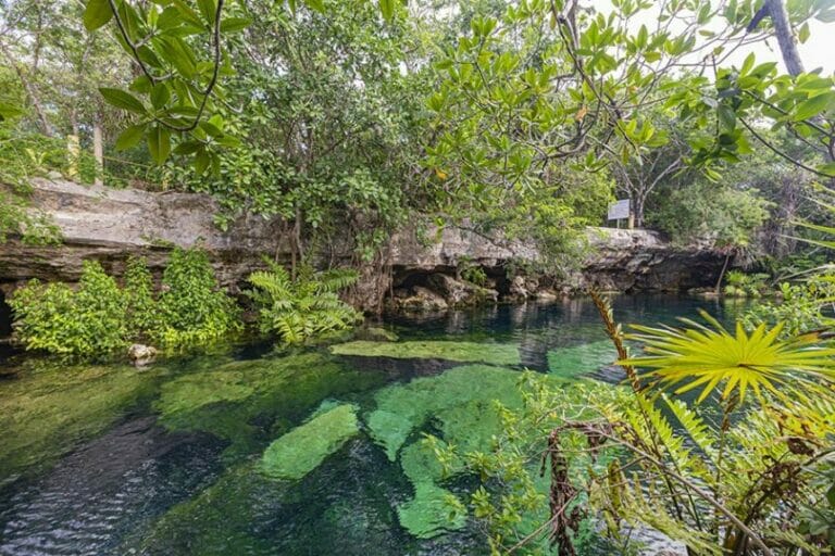 Cenote Cristalino Overview transparent water